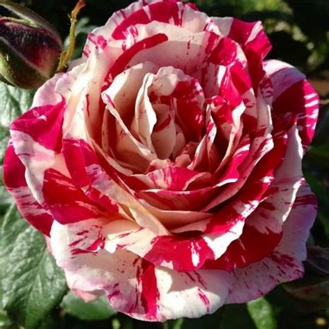 Hybrid Roses in Theur Phata, Pune, Shri Hari Nursery | ID: 13160844962