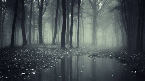 Dark Fog Forest Background 4K HD Dark Wallpapers | HD Wallpapers | ID ...