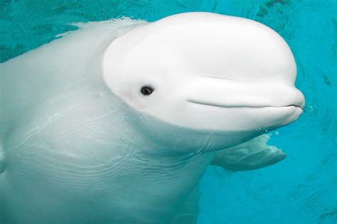 'Baby Beluga': Whale That Inspired Popular Raffi Children's Song Dies | HuffPost