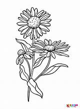 40  Daisy Coloring Pages Free Printable PDF JPG PNG & Online Coloring sketch template