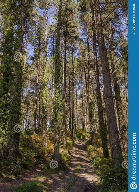 Forest of Monterey pine stock photo. Image of spain - 199104044