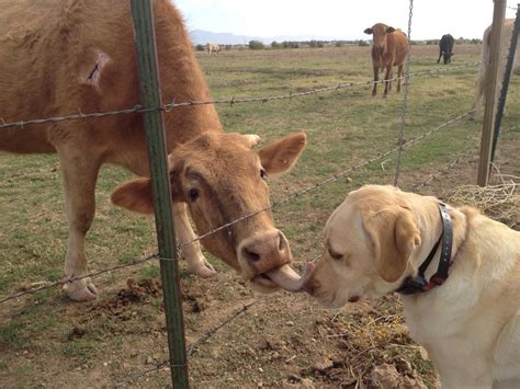 Can Dogs Really Be Friends with Cows?