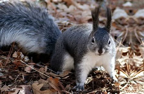 Squirrel - Description, Habitat, Image, Diet, and Interesting Facts