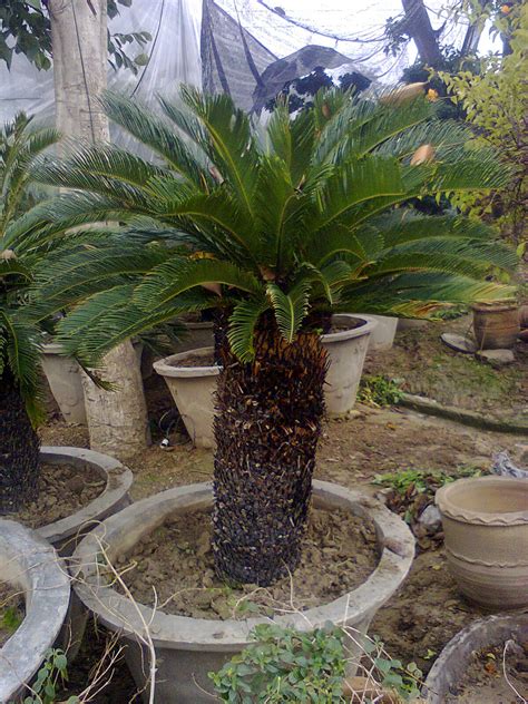 Plant Nursery: kangi palm