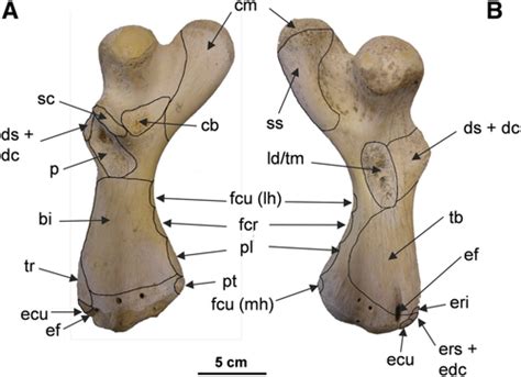 Humerus osteology, myology, and finite element structure analysis of Cheloniidae - Krahl - 2020 ...