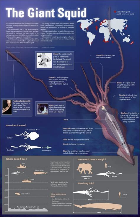 Marine biology, Giant squid, Biology