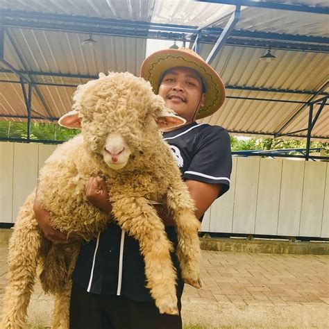 Domba Merino Super di GB Farm - Harga Paling Murah