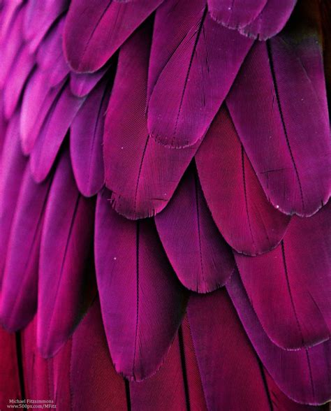Angel Wing | Color inspiration, Macaw feathers, Purple aesthetic