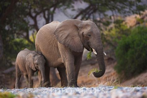 namib desert wildlife | Namibia; Namib Desert, Skeleton Coast, desert elephant (Loxodonta ...