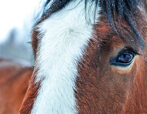 Lovable Dog Steals the Show in Budweiser's New Super Bowl LVIII Commercial with Clydesdales ...