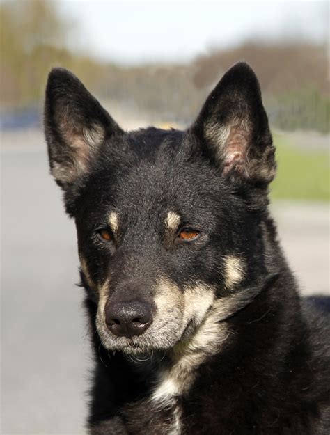 Lapponian Herder | Unique dog breeds, Rare dog breeds, Popular dog breeds