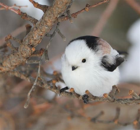 This Adorable, Little Bird Is Called The Shima-Enaga And It Looks Like ...