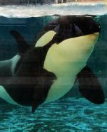 Orca Gifts - Orca & Killer Whale Charity, Society and Organisation Stuff