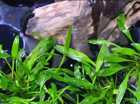 Cryptocoryne Parva for Sale | Aqua Plants Manila, Philippines