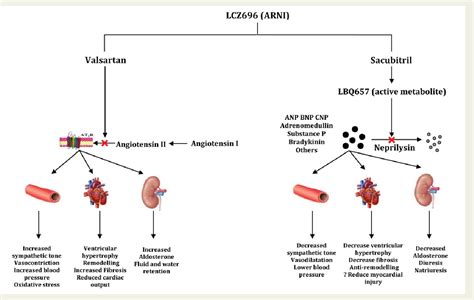 Figure 1 from Role of neprilysin inhibitor combinations in hypertension: insights from ...