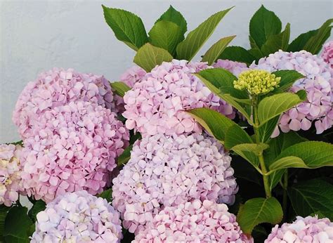 HYDRANGEA - Popular ornamental plants ~ The Fancy Flora