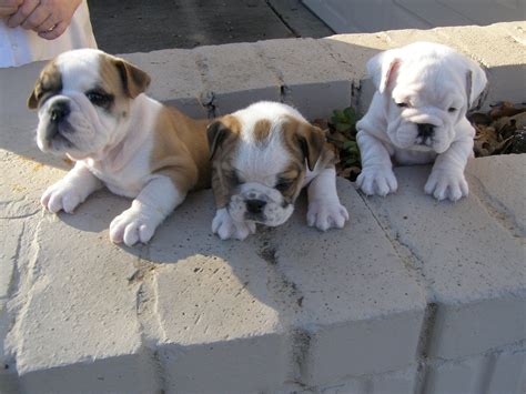 Miniature English Bulldog Info, Temperament, Puppies, Pictures