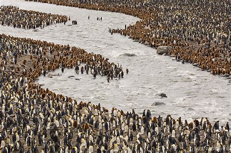 King Penguin Colony | Rod Planck Photography