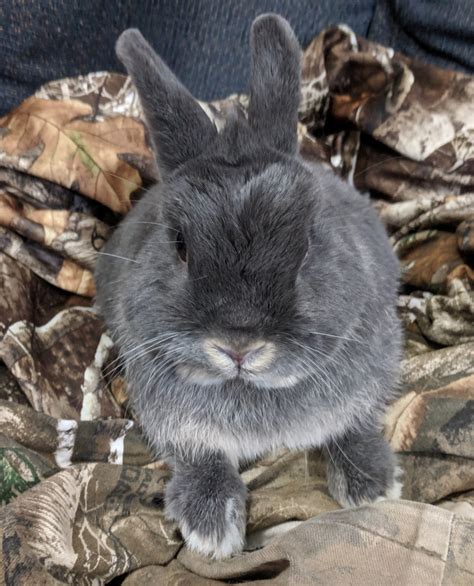 Netherland Dwarf rabbit Rabbits For Sale | Abingdon, MD #286402