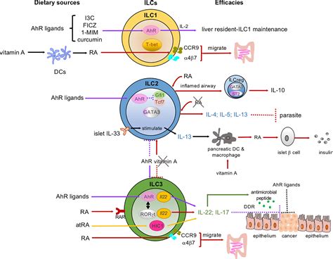 Frontiers | Dietary Derived Micronutrients Modulate Immune Responses Through Innate Lymphoid Cells
