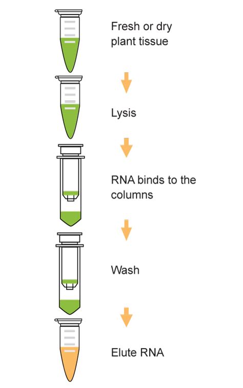 EpiQuik Total RNA Isolation Kit (Plant) | EpigenTek