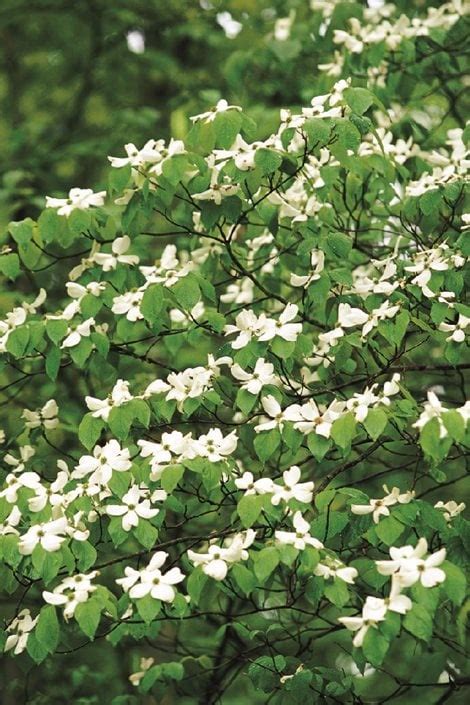 Dogwood Trees & Shrubs: Types of Flowering Dogwoods | Garden Design