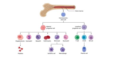 Which cells have a myeloid lineage and how are they identified?