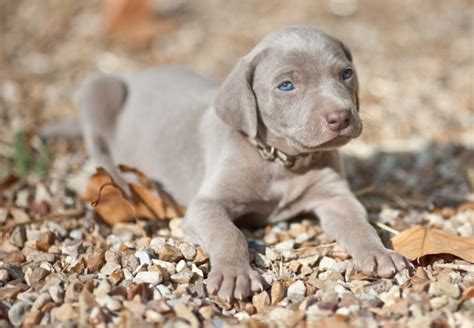 Beautiful Weimaraner Puppy with very pretty blue eyes.PNG (1 comment) Hi-Res 720p HD