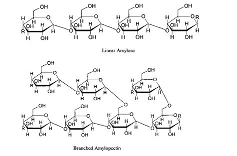 Amylose Molecule