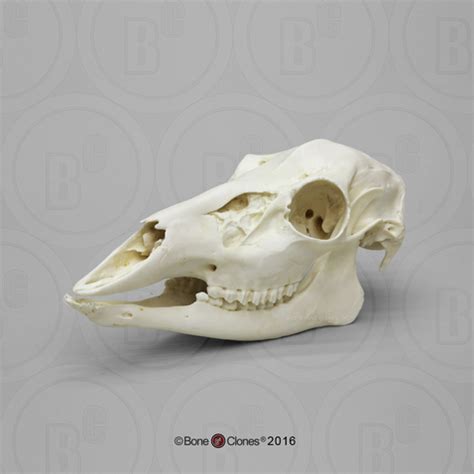 Deer Skull Anatomy