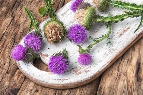 Premium Photo | Milk thistle flower