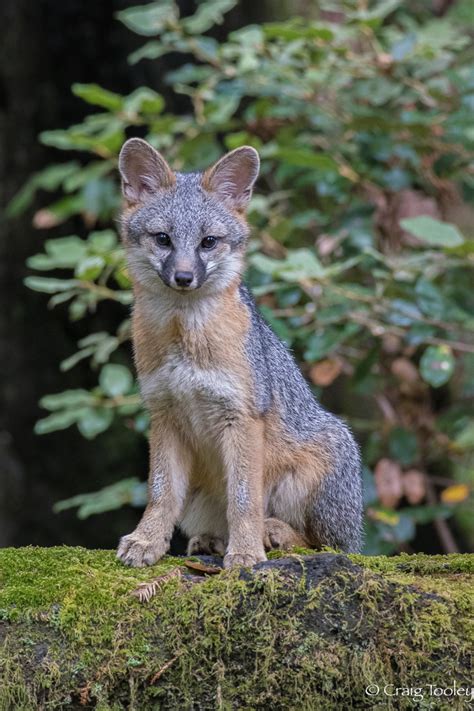 A young Gray fox, as photographed by Craig Tooley. – Mendonoma Sightings