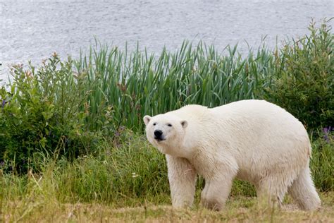 Polar bear living at Cochrane habitat dies - Sudbury News