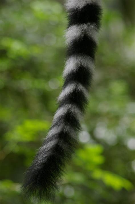 ring-tailed lemur tail - ZooChat