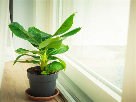 Indoor Banana Plant: How To Grow Banana Inside