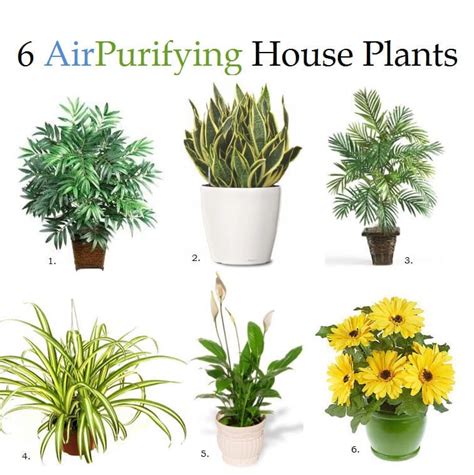 6 Air Purifying House Plants