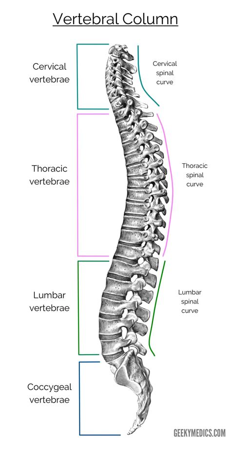 Diagram Of Backbone / Lumbar Spine Anatomy : Backbone.js is a ...