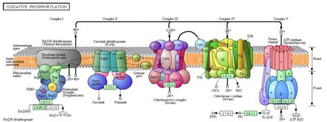 Cytochrome C Oxidase