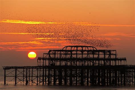 Flock of starlings over the West Pier in Brighton at sunset Photograph ...