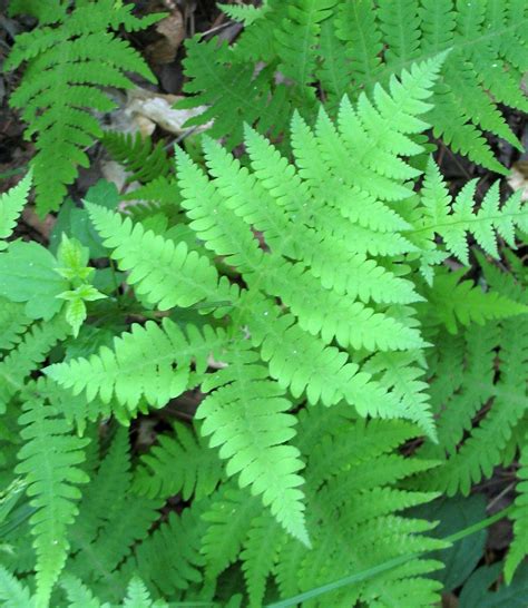 Using Georgia Native Plants: Ferns That Work For You