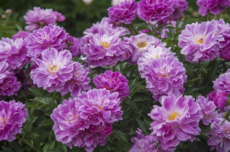 10 Foolproof Perennial Plants for the Northeast U.S.