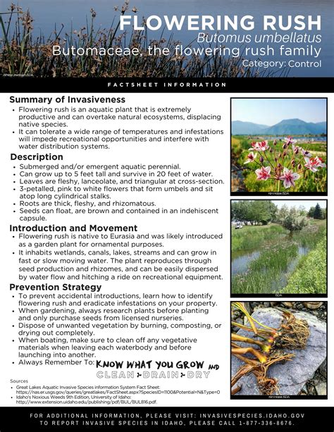 Flowering Rush Factsheet — Invasive Species of Idaho