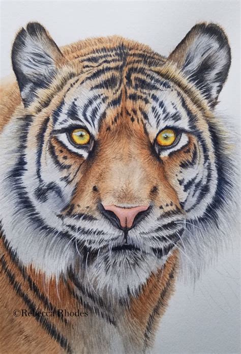 How to Paint a Watercolor Tiger - Step by Step - Rebecca Rhodes