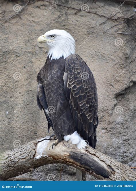 Perched Bald Eagle stock image. Image of contiguous - 113460843