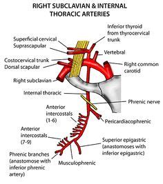 Abdominal Arteries Anatomy. This medical illustration depicts the inferior phrenic arteries, the ...