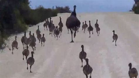 Video Watch this huge flock of emus running along a remote road in ...