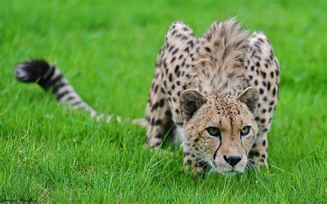 Wallpaper : cheetah, grass, hunting, pose, lurk, big cat, spotted 1680x1050 - 4kWallpaper ...