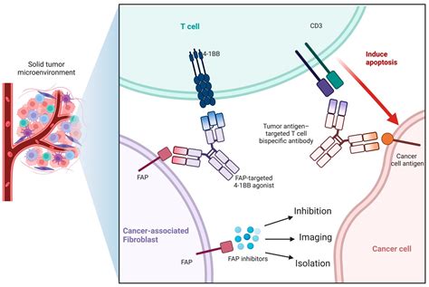 Cancers | Free Full-Text | The Superiority of Fibroblast Activation ...