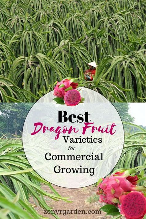 the best dragon fruit varieties for commercial growing and how to use them in your garden