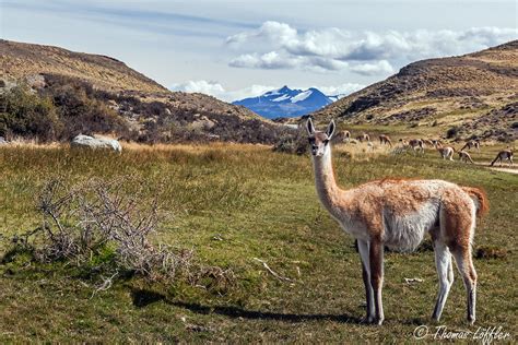 Guanaco | a herd of Guanaco on the Torres del paine NP | funtor | Flickr